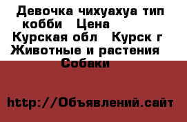 Девочка чихуахуа тип кобби › Цена ­ 7 500 - Курская обл., Курск г. Животные и растения » Собаки   